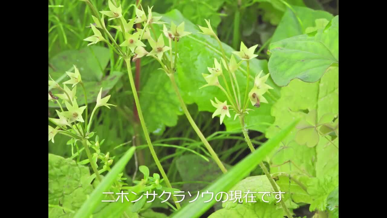 素人・顔出し四国の野外露出 