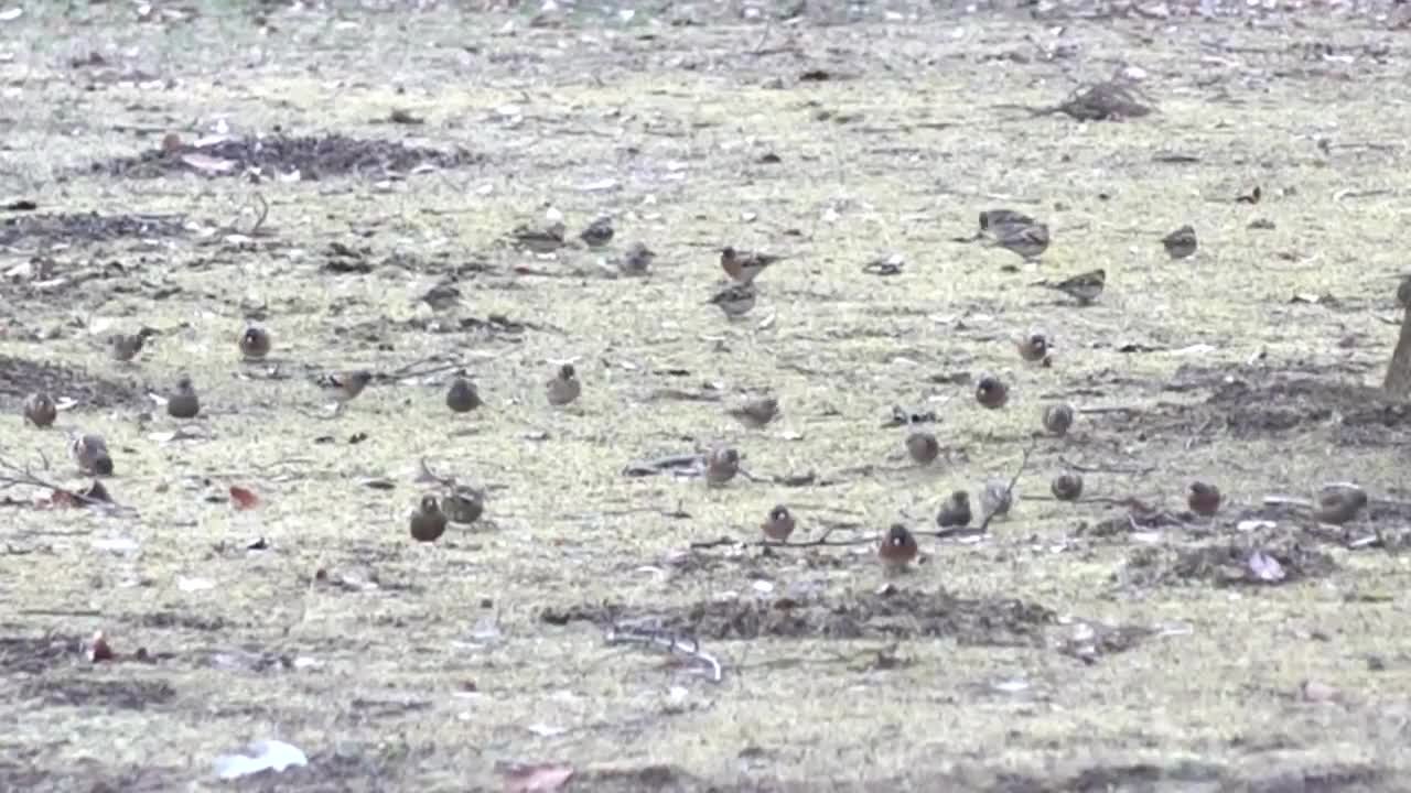 ヒグマとツキノワグマの違いや危険度は？津軽海峡で分かれる生息地・交配説の真相まで徹底比較