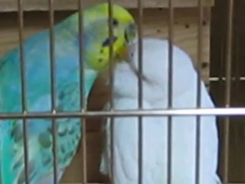 インコ セキセイインコ レビュー評価 評判 価格 Com