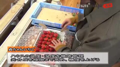 楽天市場】いちご 苺 とちあいか 香貴 VIP Tちゃん 750g (約18