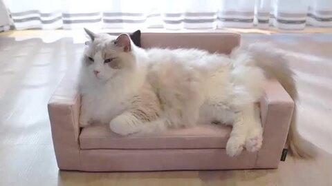 楽天市場】necosekai ネコセカイ ソファスタイルベッド【猫用品 楽天市場】necosekai ネコセカイ ソファスタイルベッド【猫用品