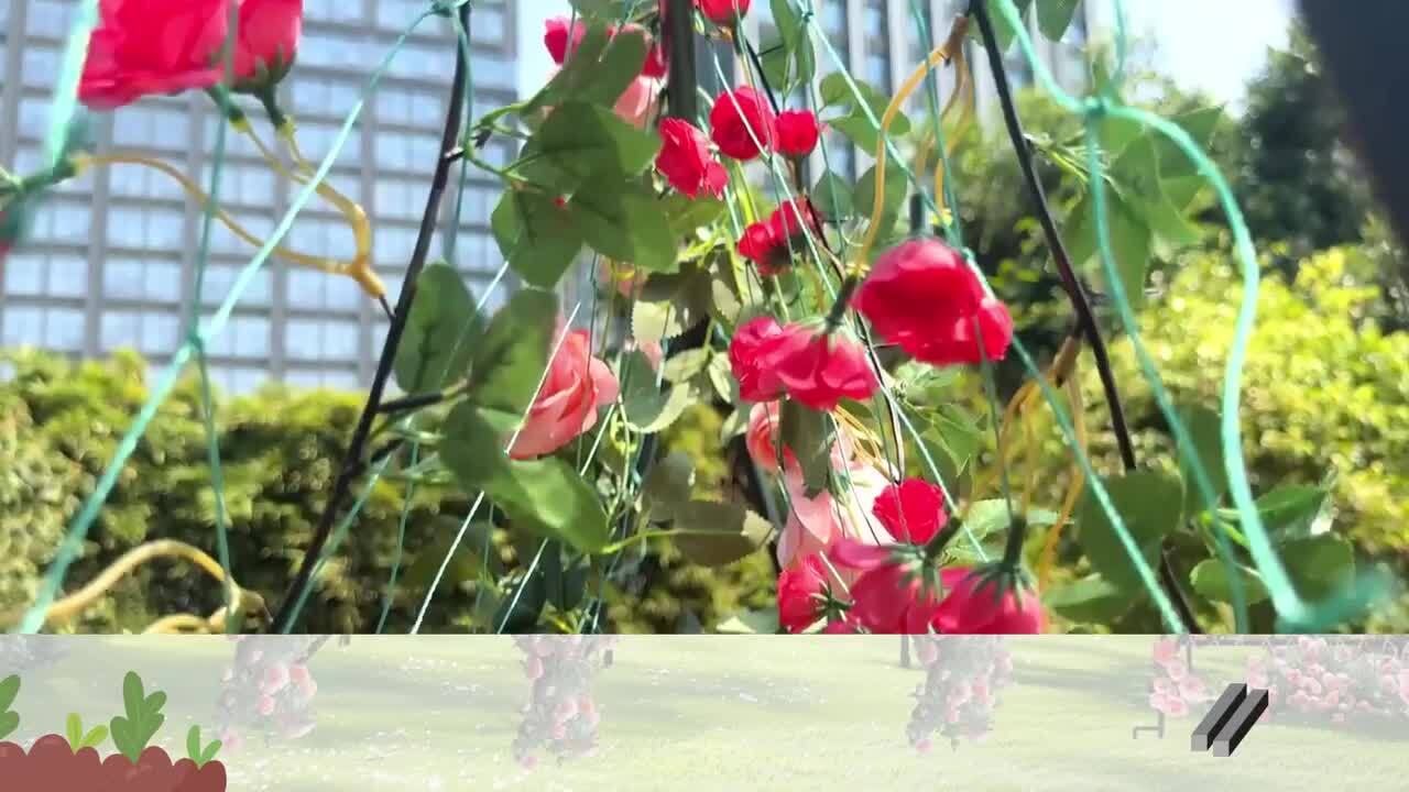 楽天市場】UNHO つる棚 支柱 薔薇 園芸 屋外 庭 バラ ローズ 花