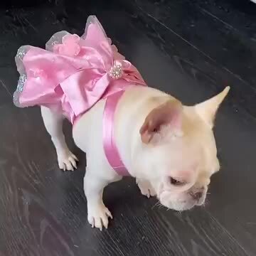 楽天市場】犬服 ワンピース ドレス ビッグリボン コサージュ付き