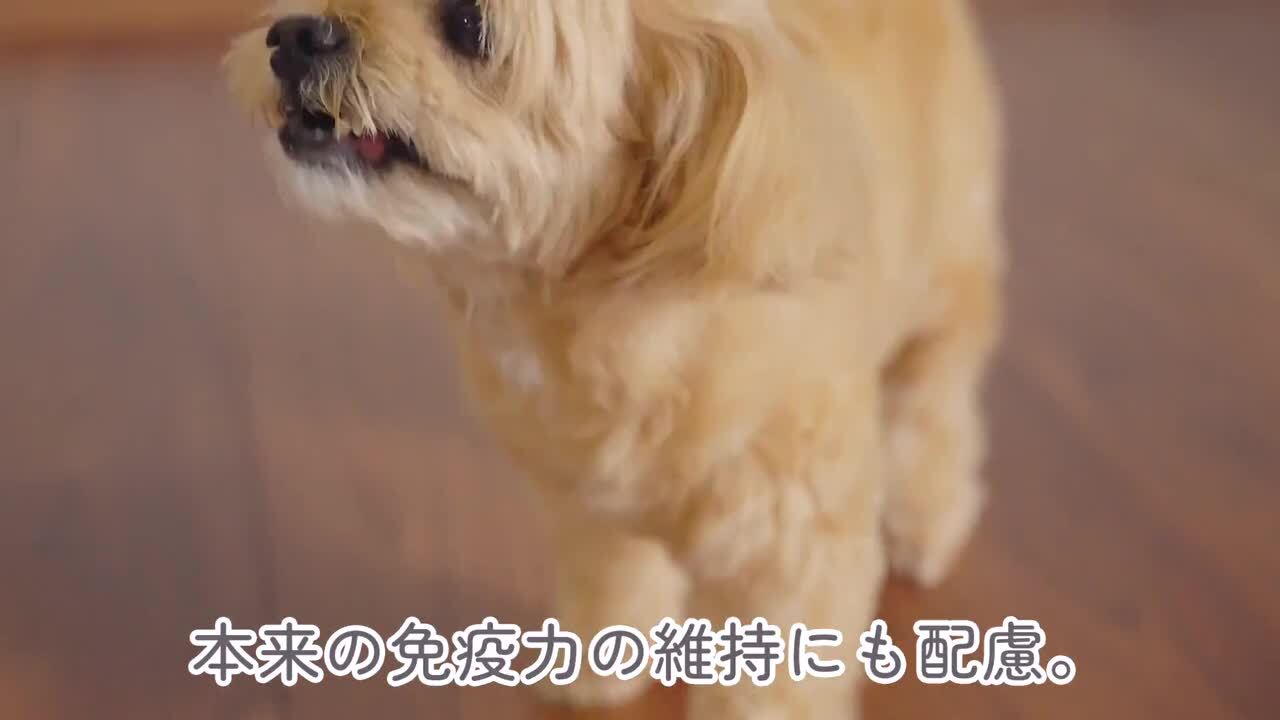 Ni2873 ミシュワン Premium Food 小型犬用 1kg x5（ミシュワン