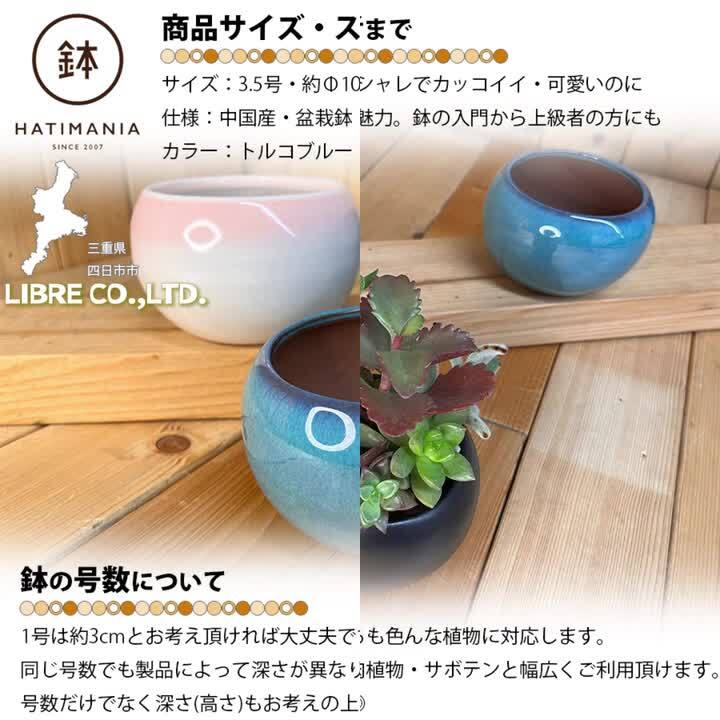 楽天市場】HATIMANIA 鉢マニア 丸 3.5号 盆栽鉢 水が抜けやすい