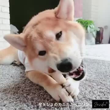 楽天市場】エゾ鹿 鹿の骨 ボーン 犬 骨 おやつ 無添加 国産