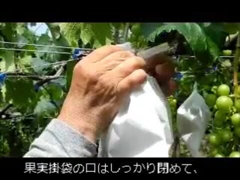 50枚 ぶどう用 果実袋 K-15 MRF#4 一重掛袋 底有り 止め金付き 19×28.5cm − 一色本店 ナジャ工房