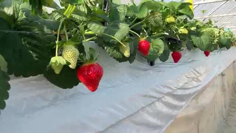 期間限定‼️超特大‼️ 新鮮朝採りいちご 全国から大集合！いまが旬のいちご特集｜ふるさと納税サイト