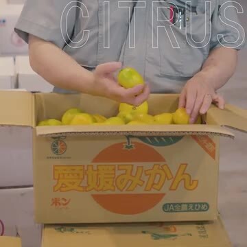 楽天市場】THE FRUITS 香川県 愛媛県 和歌山県 熊本県 デコポン 3玉