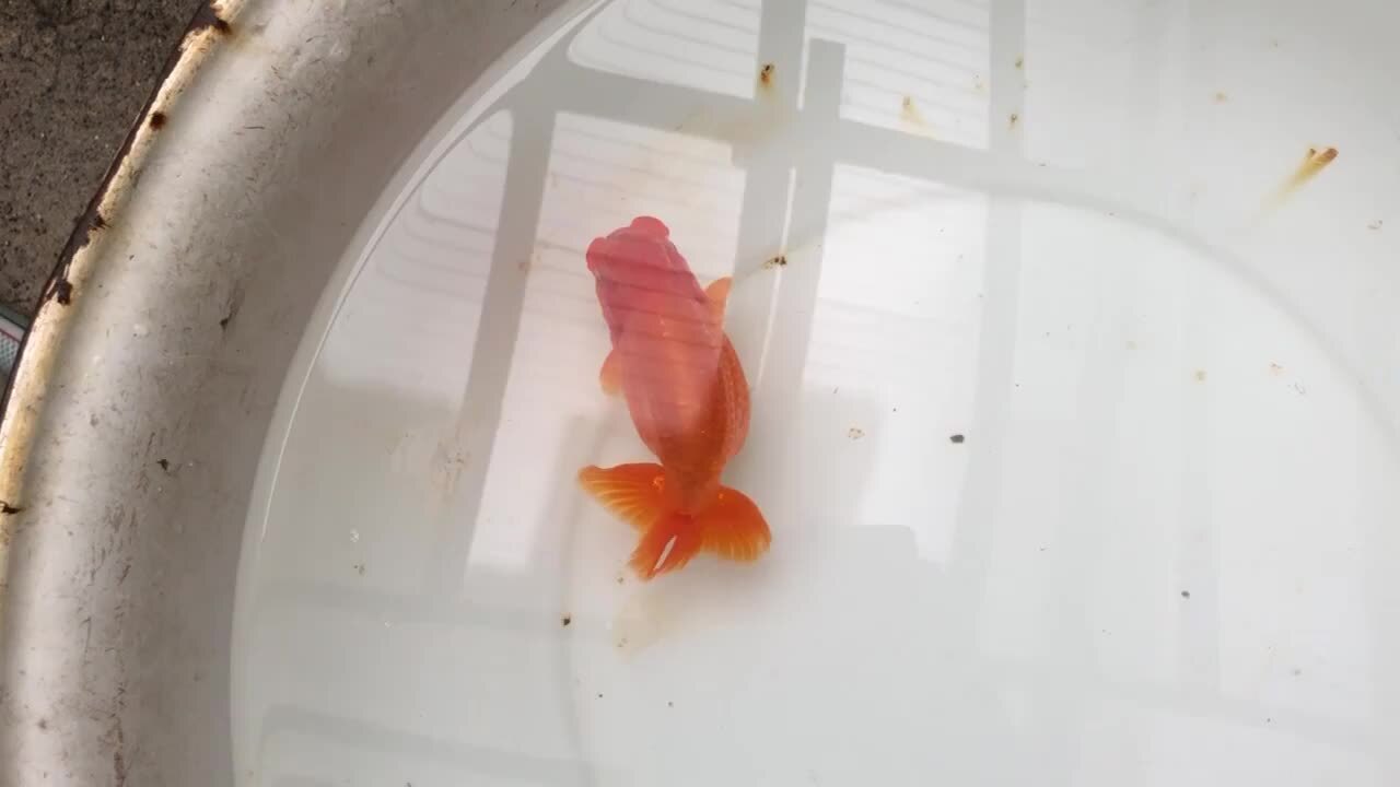 楽天市場】らんちゅう 2才魚 龍頭素赤猩々(尾まで朱い) 14cm(@24.11.15)メス : 高橋らんちゅう養殖園