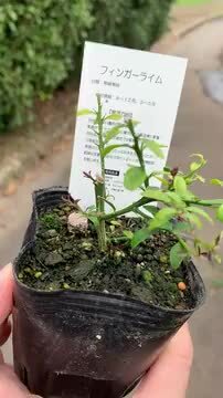 ෆ˚*感謝セールෆ˚* ライムジュース 1苗 抜き苗 寄せ植え 多肉植物 ෆ˚*感謝セールෆ˚* ライムジュース 1苗 抜き苗 寄せ植え