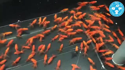 ⑩北海道産　国産砂金　国産自然金Hikaru Mochiduki専用 ⑩北海道産 国産砂金 国産自然金Hikaru Mochiduki専用