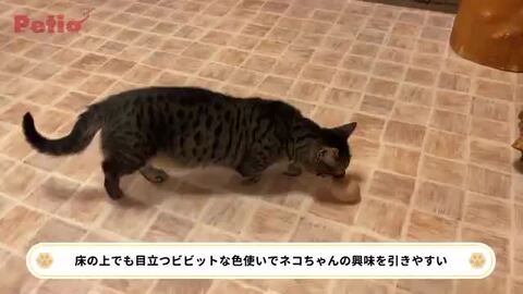 猫用おもちゃ トロピカルフルーツボール ※種類は選べません