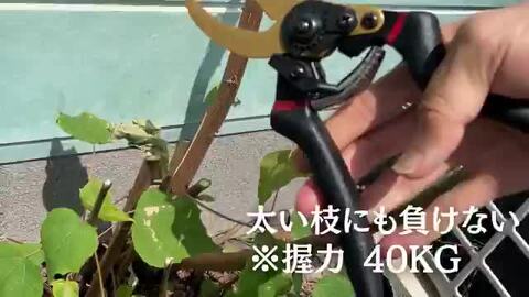 ※ポポラス※【未使用】剪定ばさみ ステンレス鋼 2つのみ ポポラス※【未使用】剪定ばさみ ステンレス鋼 2つのみ 楽天市場