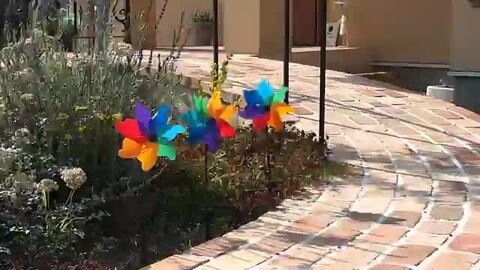 蛤香合　花車 蛤香合 花車 DUKE KAHANAMOKU