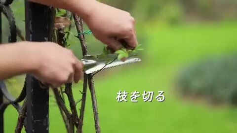 ！専用！アク抜き済み流木【645】セール ホンダ 筑水キャニコム ヘイマサオ純正替刃セット ひろさき