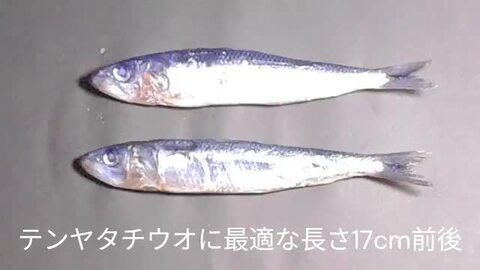 テンヤタチウオ 餌 テンヤ太刀魚 仕掛け 激臭にんにく アミノ酸配合 紫外線蛍光発光 ケイムラクリア 塩締め マイワシ 17cm前後 ５尾入 テンヤタチウオ  仕掛けタチウオ 餌 タチウオ エサ 太刀魚 餌 太刀魚 エサ テンヤタチウオ 餌 テンヤタチウオ エサ 冷凍 ...