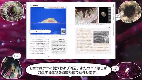 楽天ブックス たくましくて美しい ウニと共生生物図鑑 山守 瑠奈 本