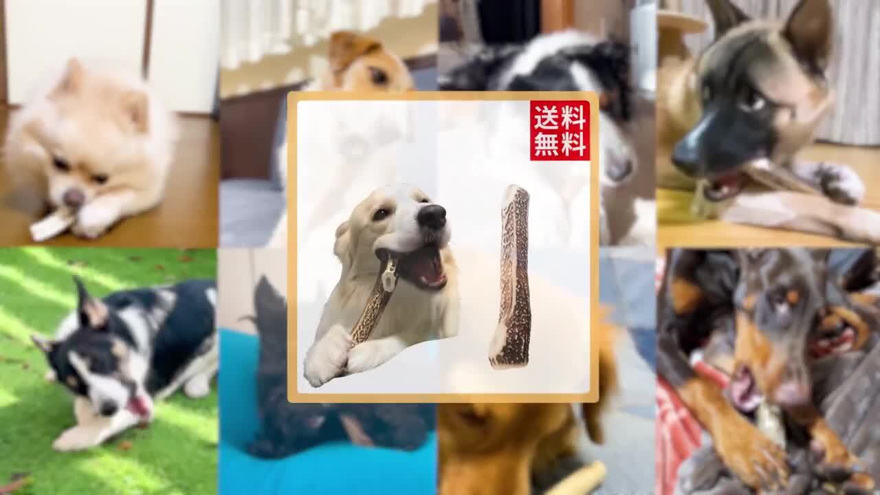 楽天市場】【 20cm 大型犬 】鹿の角 犬 おもちゃ 犬用 しかの