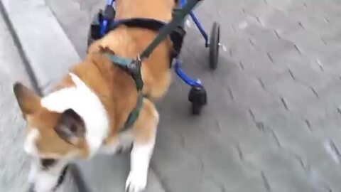 楽天市場】【1カ月レンタル】４輪の犬の車椅子 K9カートスタンダード M