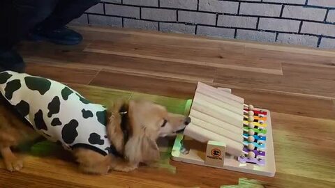 楽天市場】【34%OFF】ペット 知育玩具 Pet'sPiano ペットピアノ