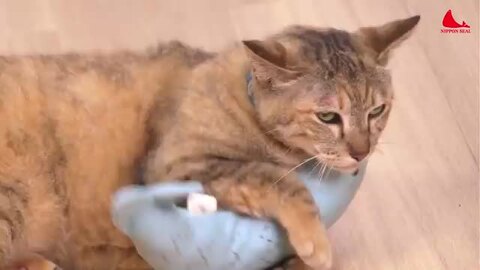 楽天市場】【送料無料】猫用 おもちゃ ねこ グルーミング ブラシ 楽天市場】【送料無料】猫用 おもちゃ ねこ グルーミング ブラシ