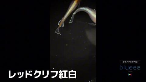 コンプ多数！ 紅白生写真1 1ペア】レッドクリフ紅白 | メダカ専門店 根来めだか