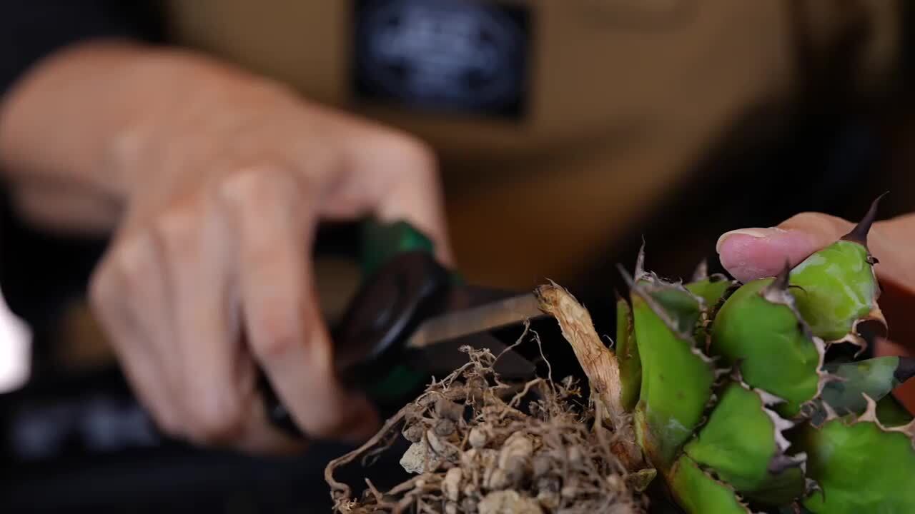 楽天市場】Kaiju Plant 怪獣シザー (ブランチ) スパッと切れる