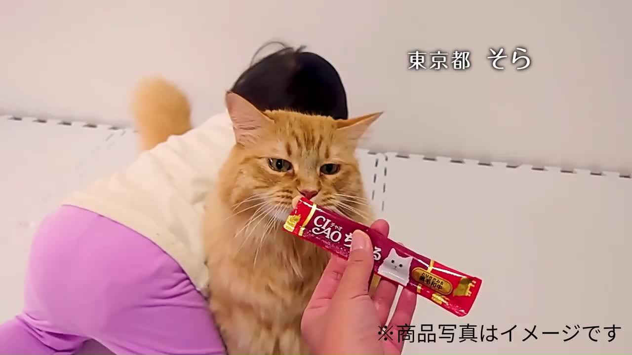 楽天市場】CIAO ちゅ〜る とりささみ・チキンミックスバラエティ