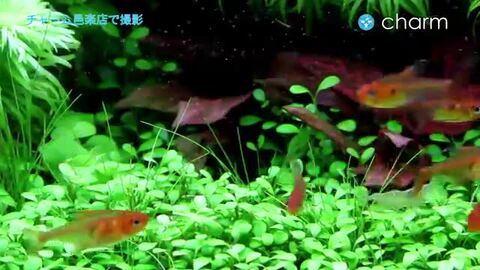 （熱帯魚）ブラックファントム・テトラ（３匹）＋レッドファントム（ブリード）（３匹）（計６匹） 北海道航空便要保温 charm 