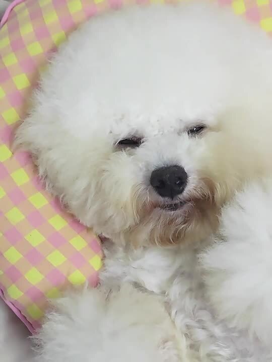 楽天市場】【楽天1位&動画あり】犬 あごのせ枕 犬猫兼用 抱き枕