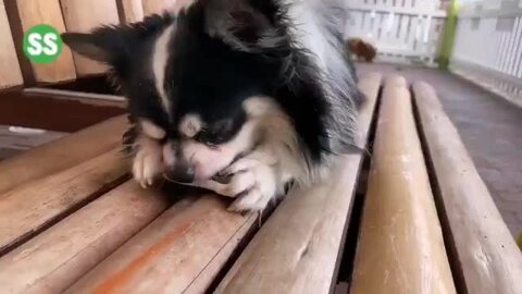 犬用おもちゃ かんでるボーン デンタル SS ハード | ペティオ