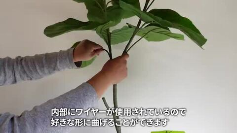 楽天市場】【5%OFFクーポン！お買い物マラソン】フィカス
