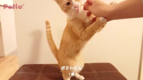 Plact プラクト ねこちゃんの 歯みがきデンタルガム まぐろ味 9