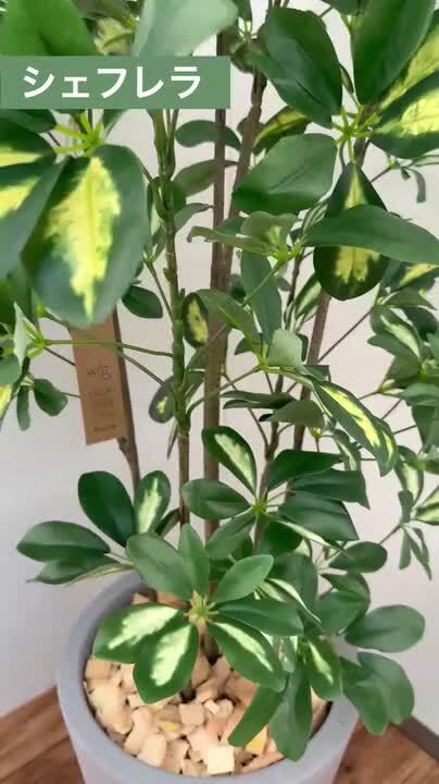 光触媒　人工観葉植物　ウォールグリーン　フェイクグリーン　スリムシェフレラ1.3 楽天市場】【光触媒加工】シェフレラ 150cm 1台お手入れ不要
