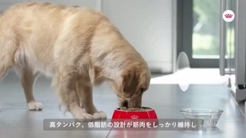 楽天市場】ロイヤルカナン ミニ ライト ウェイト ケア 4kg / 小型犬 