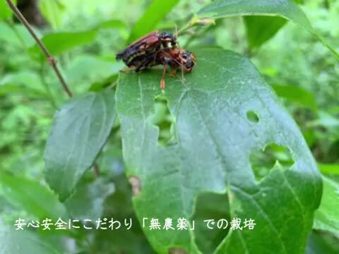 セダム：小松緑 2.5号ポット の通販 | 園芸ネット