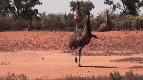楽天市場】【公式】EMU Australia エミュ Crossley Animal 2.0 シープ ...