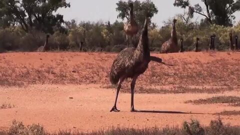 楽天市場】【公式】EMU Australia エミュ Billington 防水 メリノ