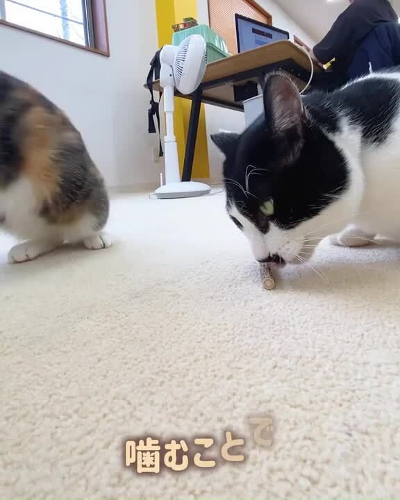 楽天市場】ペットライブラリー CATWANT 葉巻 キャットニップ