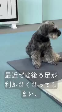 M.シュナウザー4輪　リハビリ　食事補助　犬用車椅子　介護用　犬の歩行器 Amazon.co.jp: 犬用4輪歩行器 ペット用車いす ペット用車椅子 犬