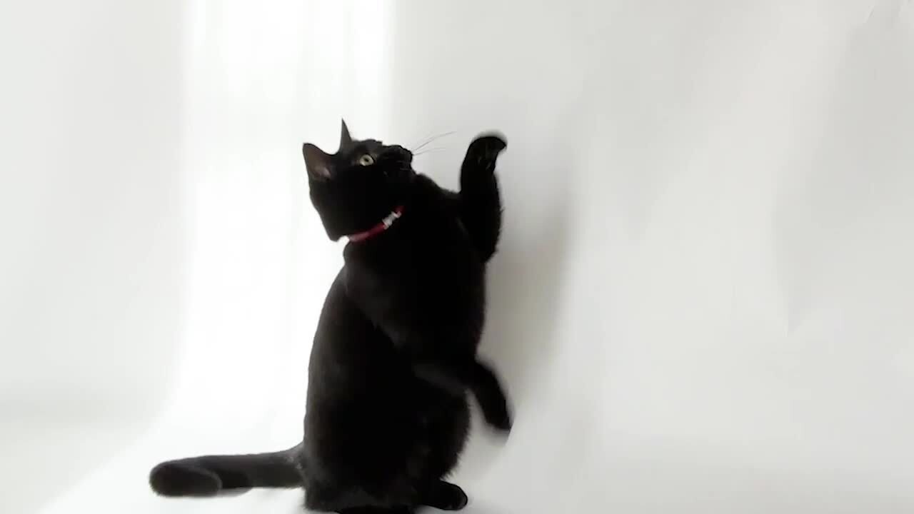 楽天市場】猫のおもちゃ 猫じゃらし 耐久性 安全 [たのしんぼう