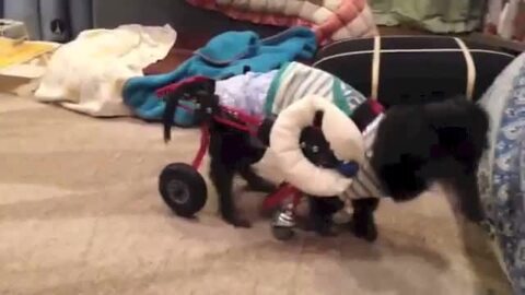楽天市場】【犬用車椅子レンタル 1ヵ月】4輪のK9カート XSサイズ