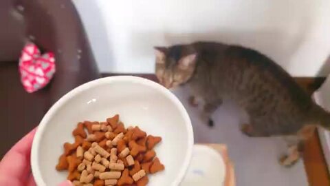 楽天市場】犬用これぞ！お助けマン！マリアアザミのスープ