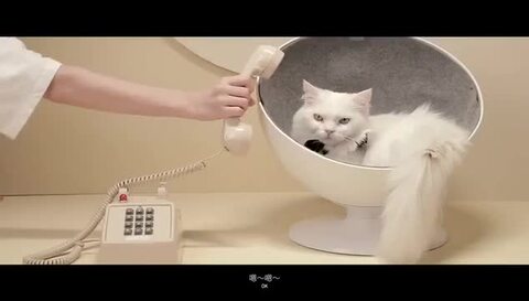 楽天市場】「尾巴生活FURRYTAIL」猫ベッド 猫ハウス ベッド 回転 