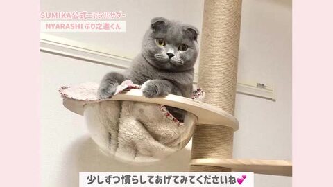 楽天市場】☆ セレクション受賞シリーズ あす楽 送料無料