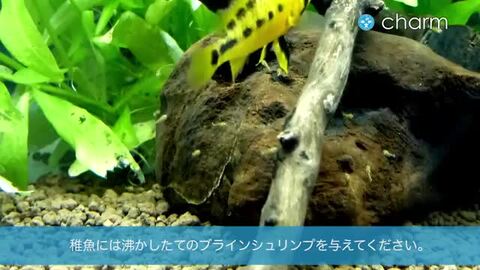 楽天市場】（熱帯魚）アピストグラマ・アガシジィ ダブルレッド（１ペア） 北海道・九州航空便要保温 : charm 楽天市場店