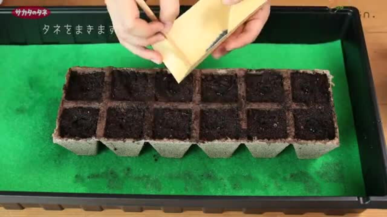 ジフィーストリップ 角型 5cmスリット入12連結×330入 （3960個入