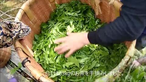 楽天市場】『東頭〜とうべっとう〜』15g お茶の葉桐 高級茶お
