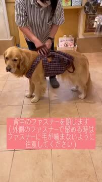 楽天市場】【大型犬用介護用品】着たままねんねのハニカム胴着・ハニカムアシスタントバンド 持ち手２ヶ所タイプ（介護用ハーネス） : アイアンバロン